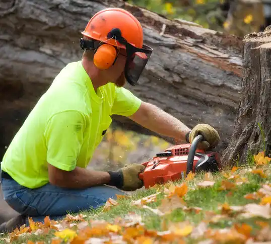 tree services Boulder